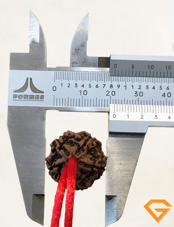 5 Mukhi Natural Certified Rudraksha Pendant Size- 21.41 mm Premium Quality